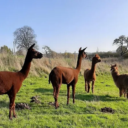 Blaues Haus-urlaub Mit Alpakas Oder Nur Eine Schoene In Der Schaalseergion Lägenhet