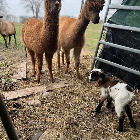 Blaues Haus-urlaub Mit Alpakas Oder Nur Eine Schoene In Der Schaalseergion Lägenhet